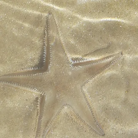 Lejlighed Alba Marina Tollo