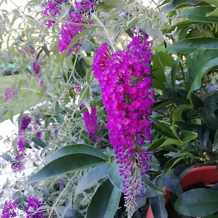 Апартаменты Alba Marina