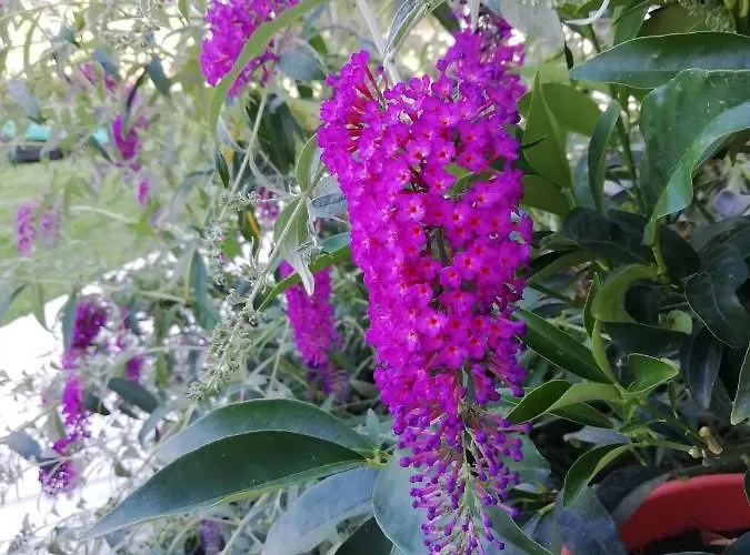 Appartement Alba Marina